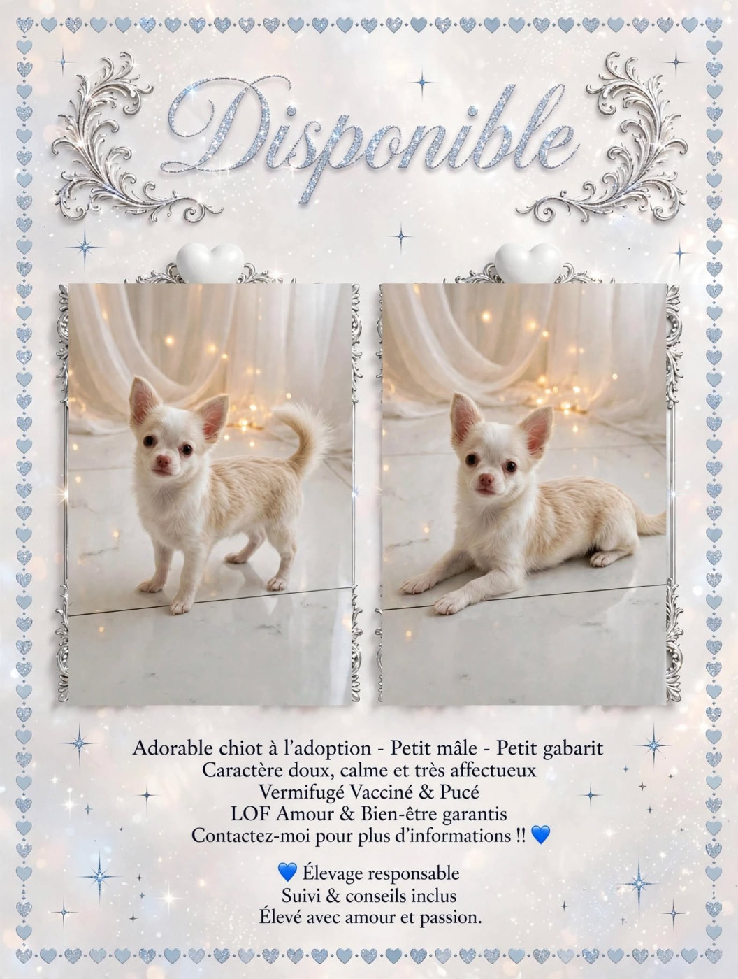 💕 Mes petits coeurs sont disponibles à la réservation et prêts à rencontrer leur future famille pour la vie 💕