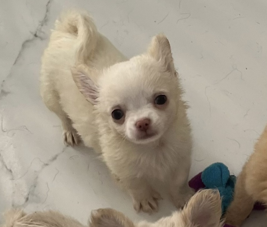 so lovely - Chiots disponibles - Chihuahua