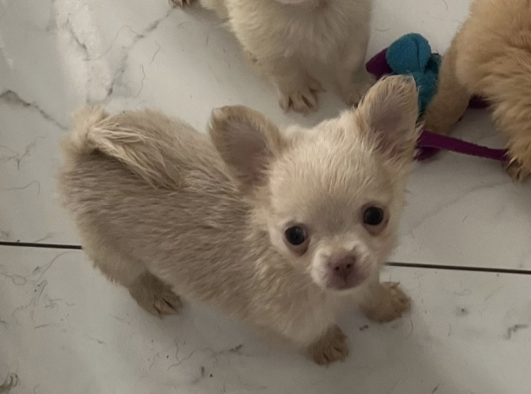 so lovely - Chiots disponibles - Chihuahua