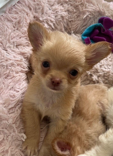 so lovely - Chiots disponibles - Chihuahua