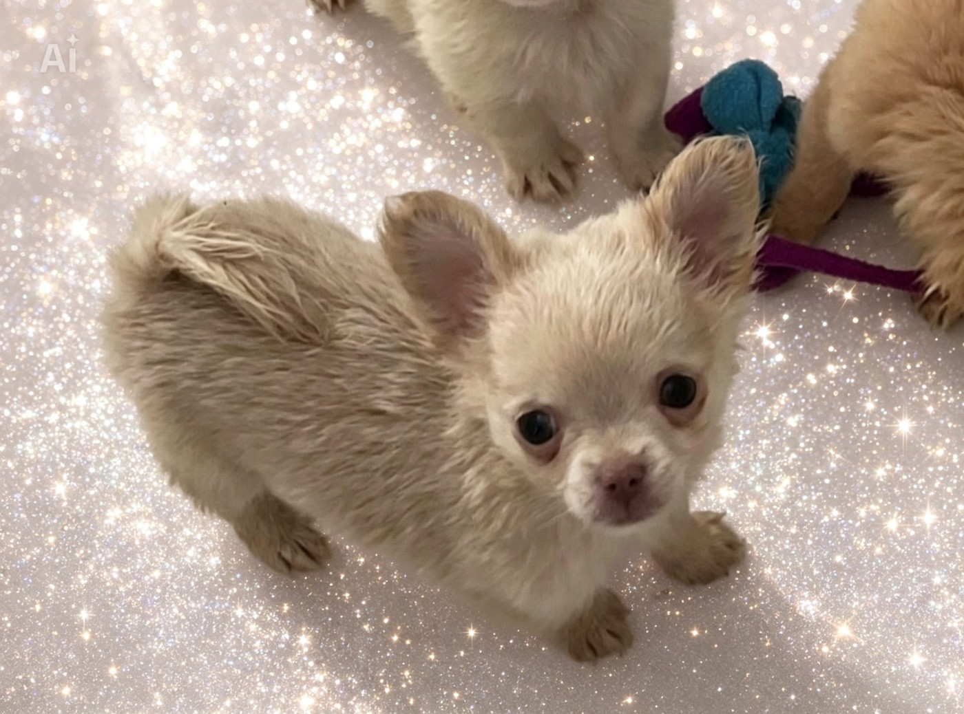 so lovely - Chiots disponibles - Chihuahua