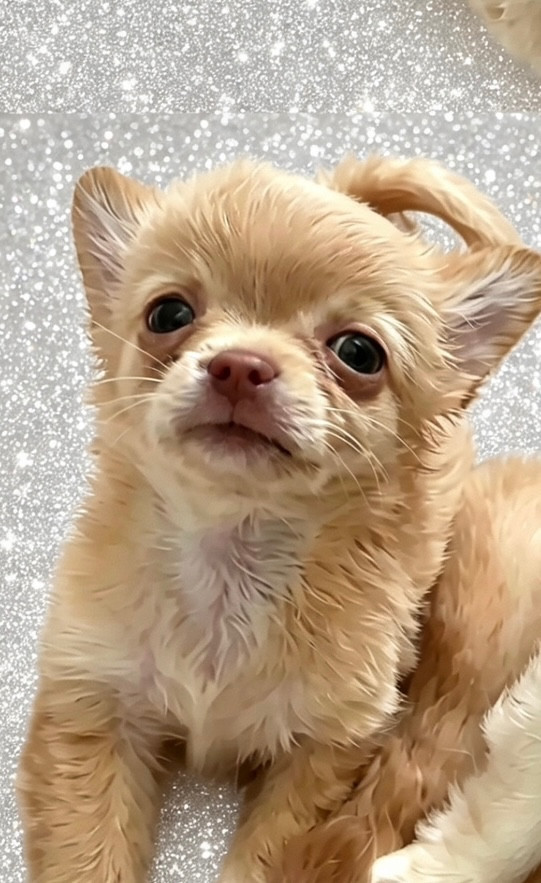 so lovely - Chiots disponibles - Chihuahua